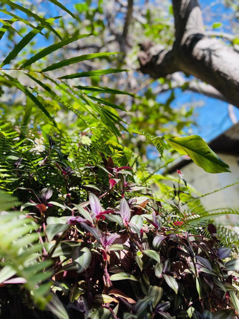 Posada Mana San Juan La Laguna Bagian luar foto